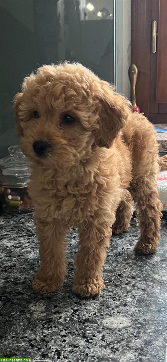 Weiblicher Toy Pudel Welpen zu verkaufen