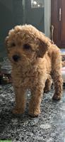 Weiblicher Toy Pudel Welpen zu verkaufen