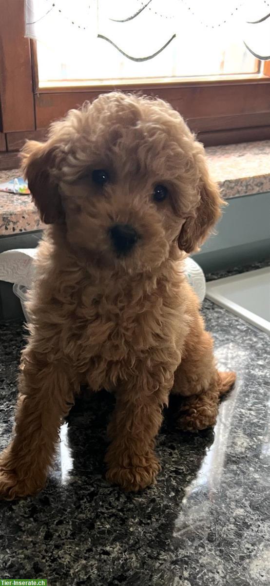 Bild 2: Weiblicher Toy Pudel Welpen zu verkaufen