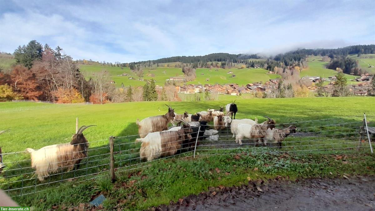 Kupferhalsziegen und Walliser Schwarzhalsziegen zu verkaufen