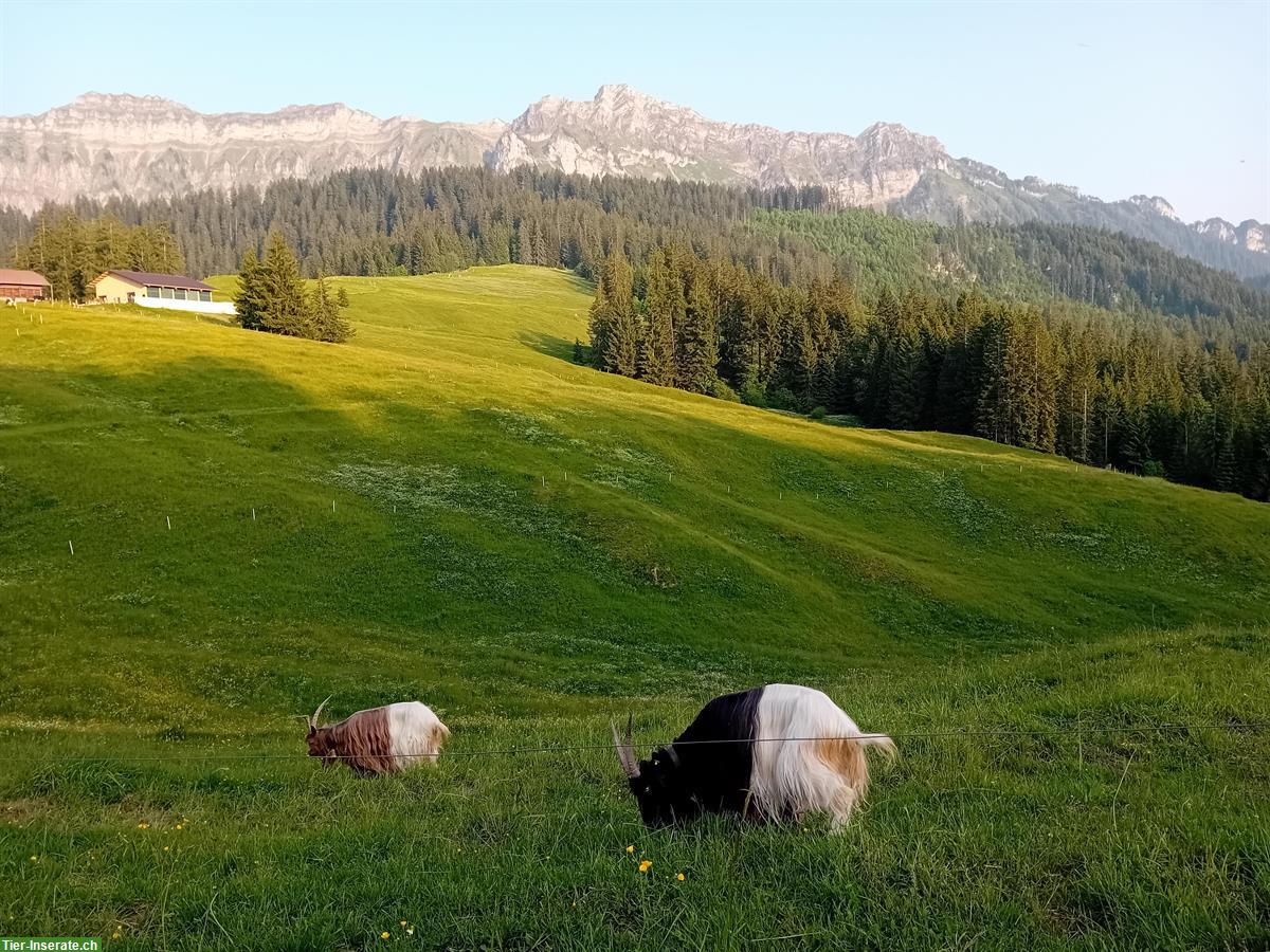 Bild 2: Kupferhalsziegen und Walliser Schwarzhalsziegen zu verkaufen
