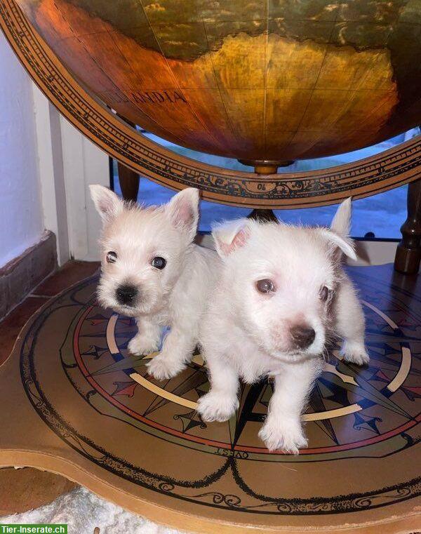 Wunderschöne Westie Welpen zu verkaufen