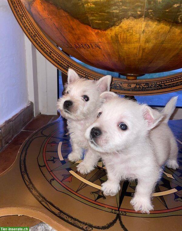 Bild 2: Wunderschöne Westie Welpen zu verkaufen