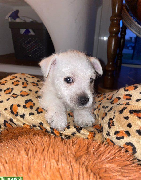 Bild 3: Wunderschöne Westie Welpen zu verkaufen