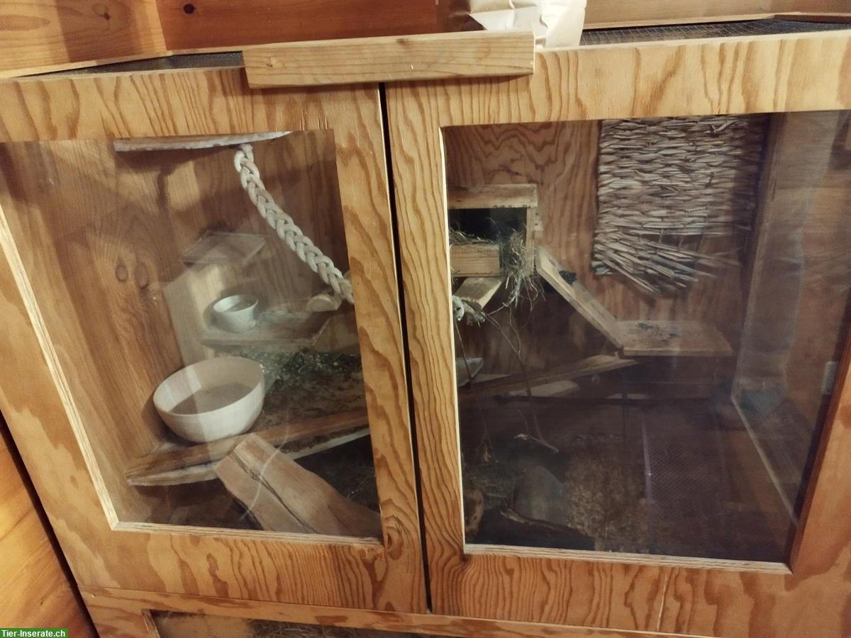 2 Degu Männchen mit Käfig und Zubehör abzugeben