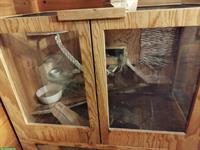 2 Degu Männchen mit Käfig und Zubehör abzugeben