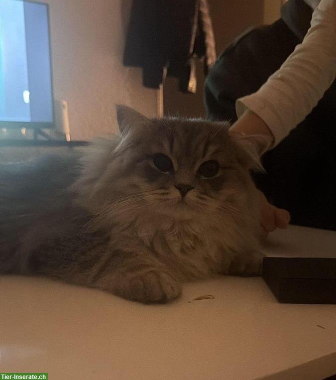 2 verschmuste Britisch Langhaar Kater abzugeben :-)