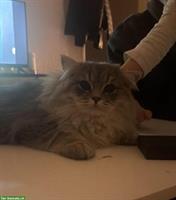 2 verschmuste Britisch Langhaar Kater abzugeben :-)