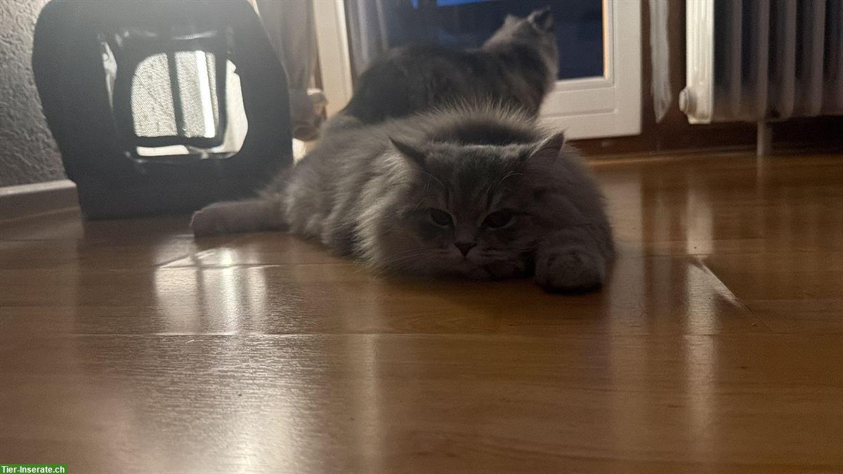 Bild 2: 2 verschmuste Britisch Langhaar Kater abzugeben :-)