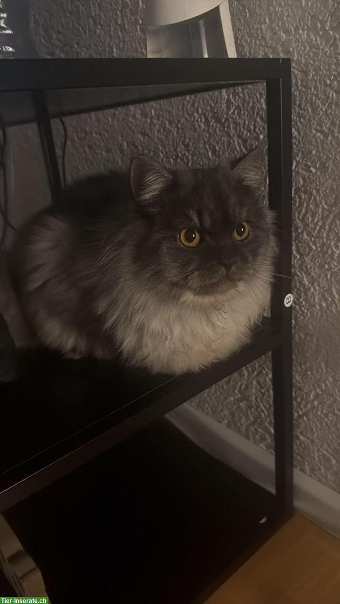 Bild 3: 2 verschmuste Britisch Langhaar Kater abzugeben :-)