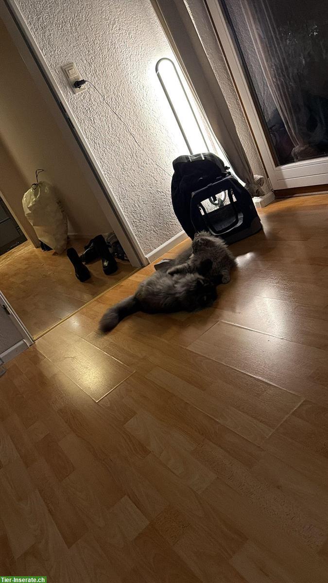 Bild 4: 2 verschmuste Britisch Langhaar Kater abzugeben :-)
