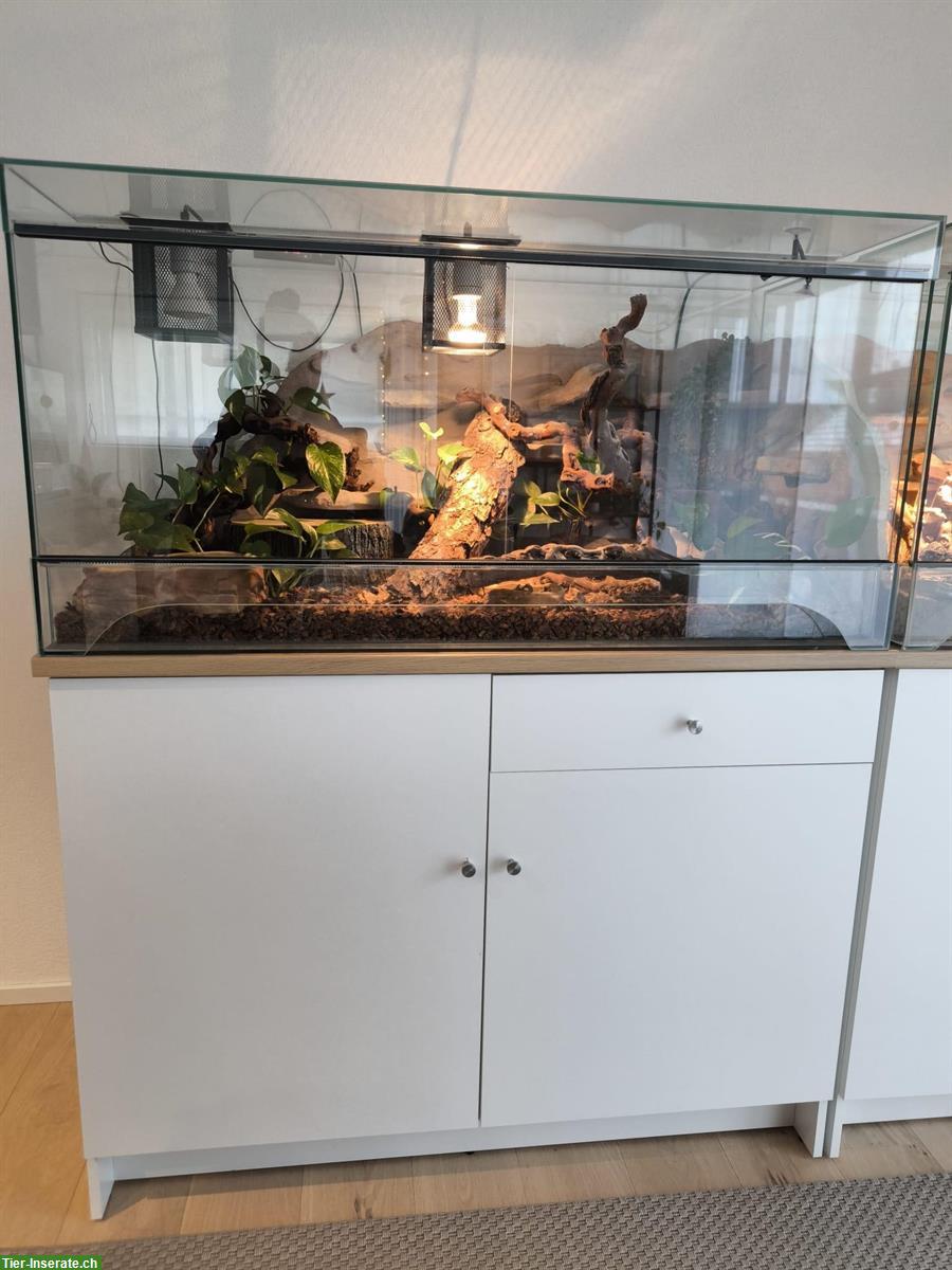 Bild 2: Königspython Weibchen mit Glas Terrarium 60x60x120cm