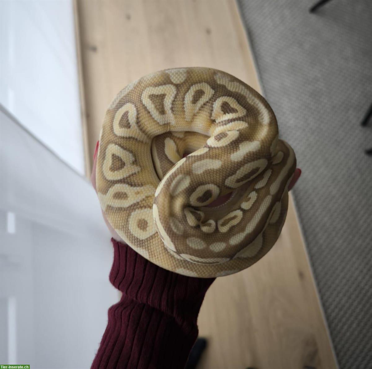 Bild 3: Königspython Weibchen mit Glas Terrarium 60x60x120cm