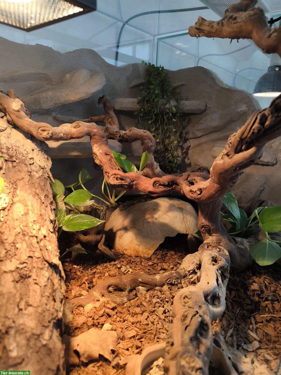 Bild 4: Königspython Weibchen mit Glas Terrarium 60x60x120cm