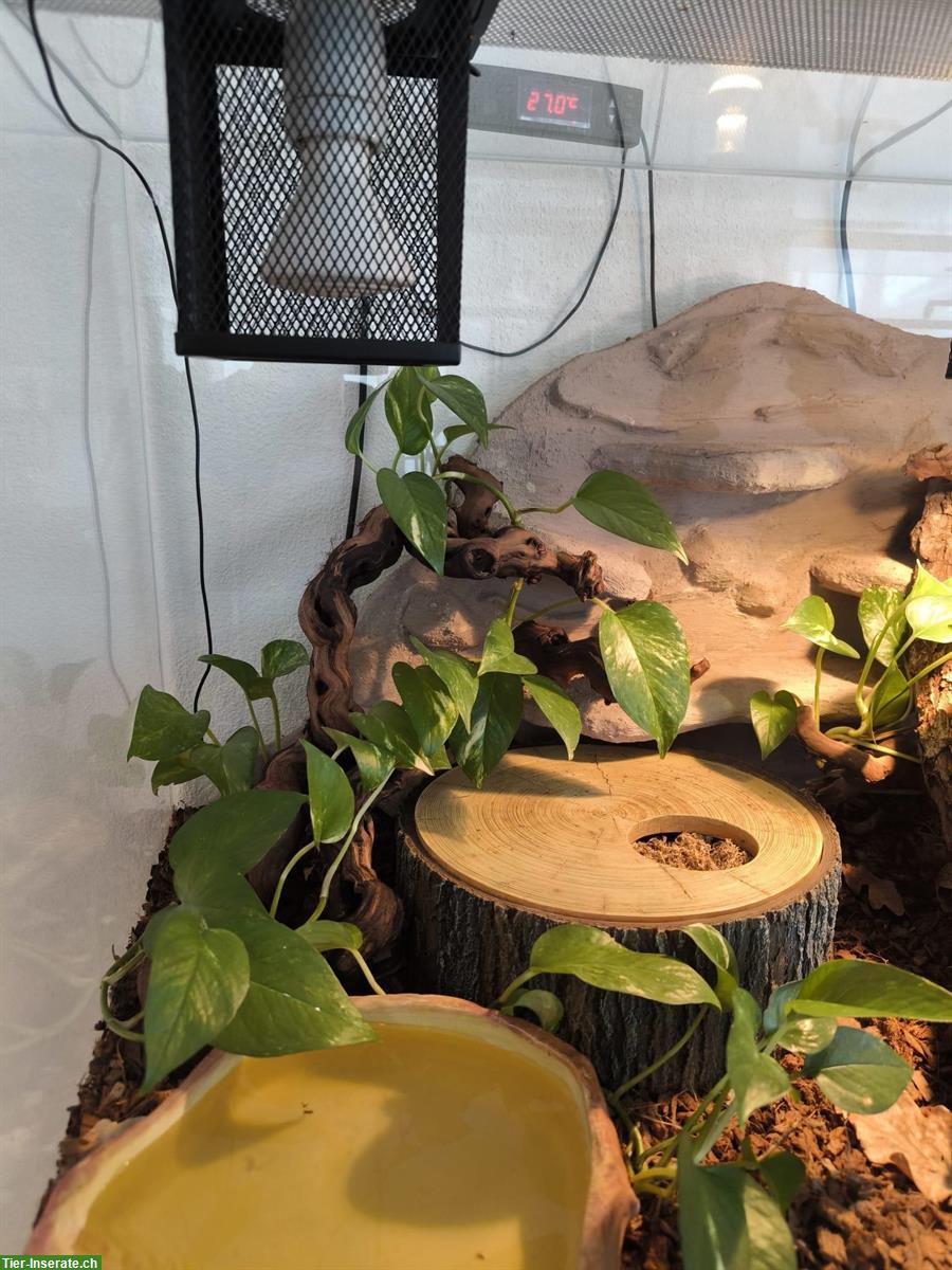 Bild 5: Königspython Weibchen mit Glas Terrarium 60x60x120cm