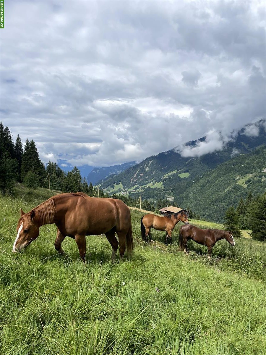 10-jährige Freiberger Wallache suchen neues Zuhause