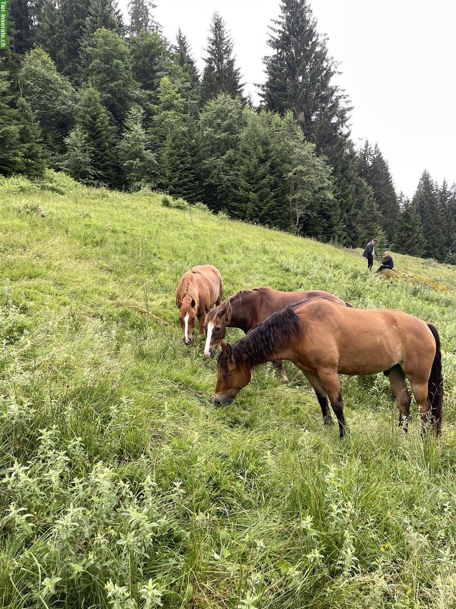 Bild 2: 10-jährige Freiberger Wallache suchen neues Zuhause