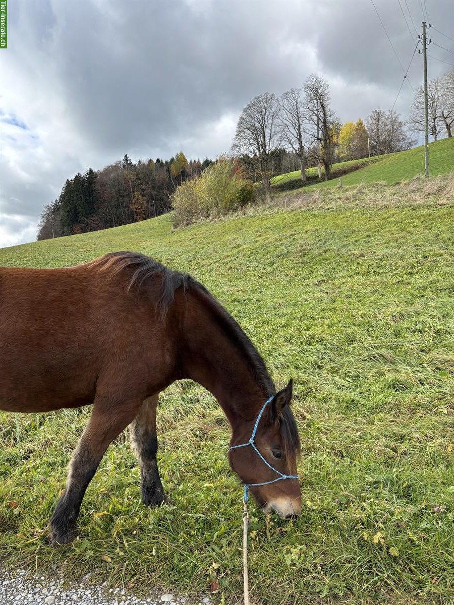 Bild 3: 10-jährige Freiberger Wallache suchen neues Zuhause