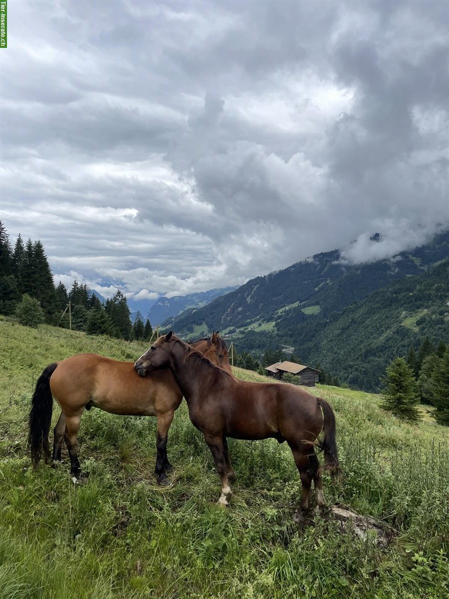 Bild 4: 10-jährige Freiberger Wallache suchen neues Zuhause