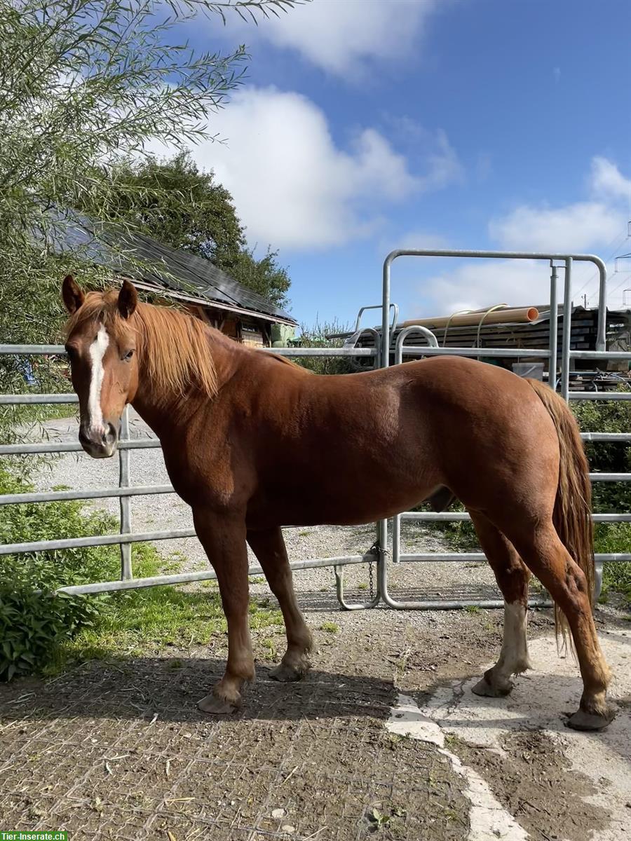 Bild 5: 10-jährige Freiberger Wallache suchen neues Zuhause
