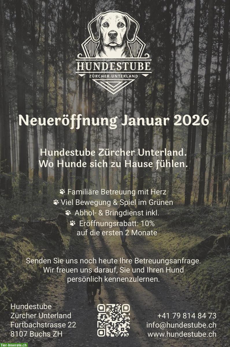 Bild 2: Hundestube Zürcher Unterland | Ganztagesbetreuung Ihrer Lieblinge