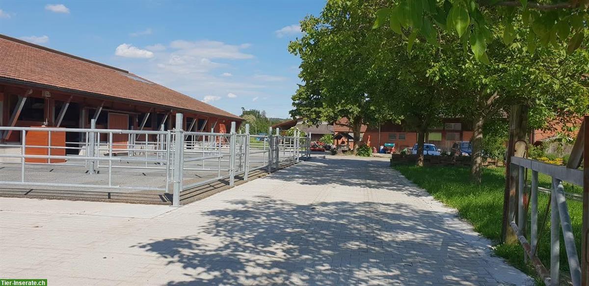 Freie Auslaufboxen in Pferde Pensionsstall in Pfungen ZH