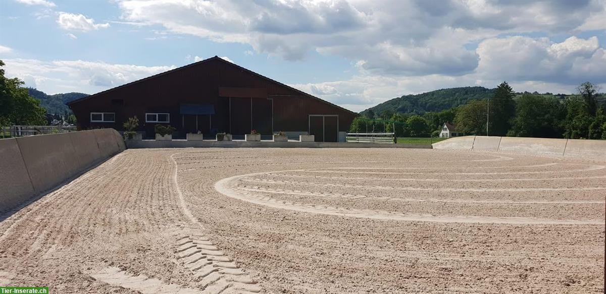 Bild 2: Freie Auslaufboxen in Pferde Pensionsstall in Pfungen ZH