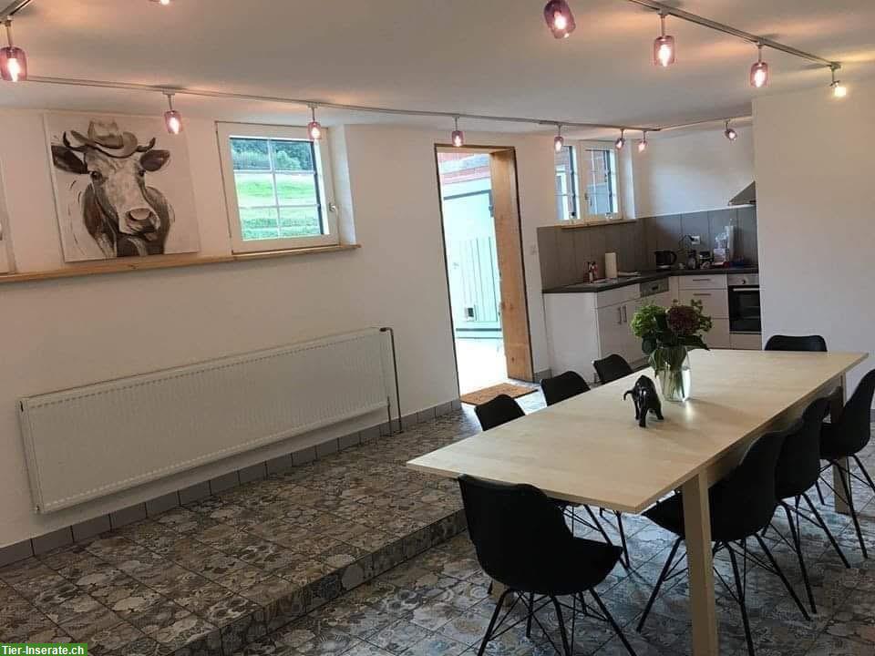 Bild 4: Freie Auslaufboxen in Pferde Pensionsstall in Pfungen ZH