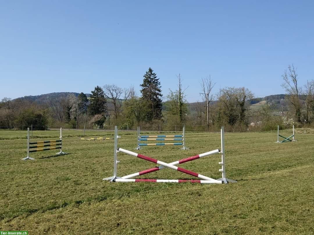 Bild 5: Freie Auslaufboxen in Pferde Pensionsstall in Pfungen ZH