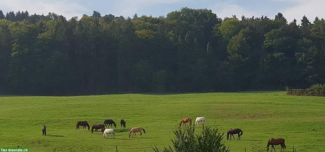 Bild 6: Freie Auslaufboxen in Pferde Pensionsstall in Pfungen ZH