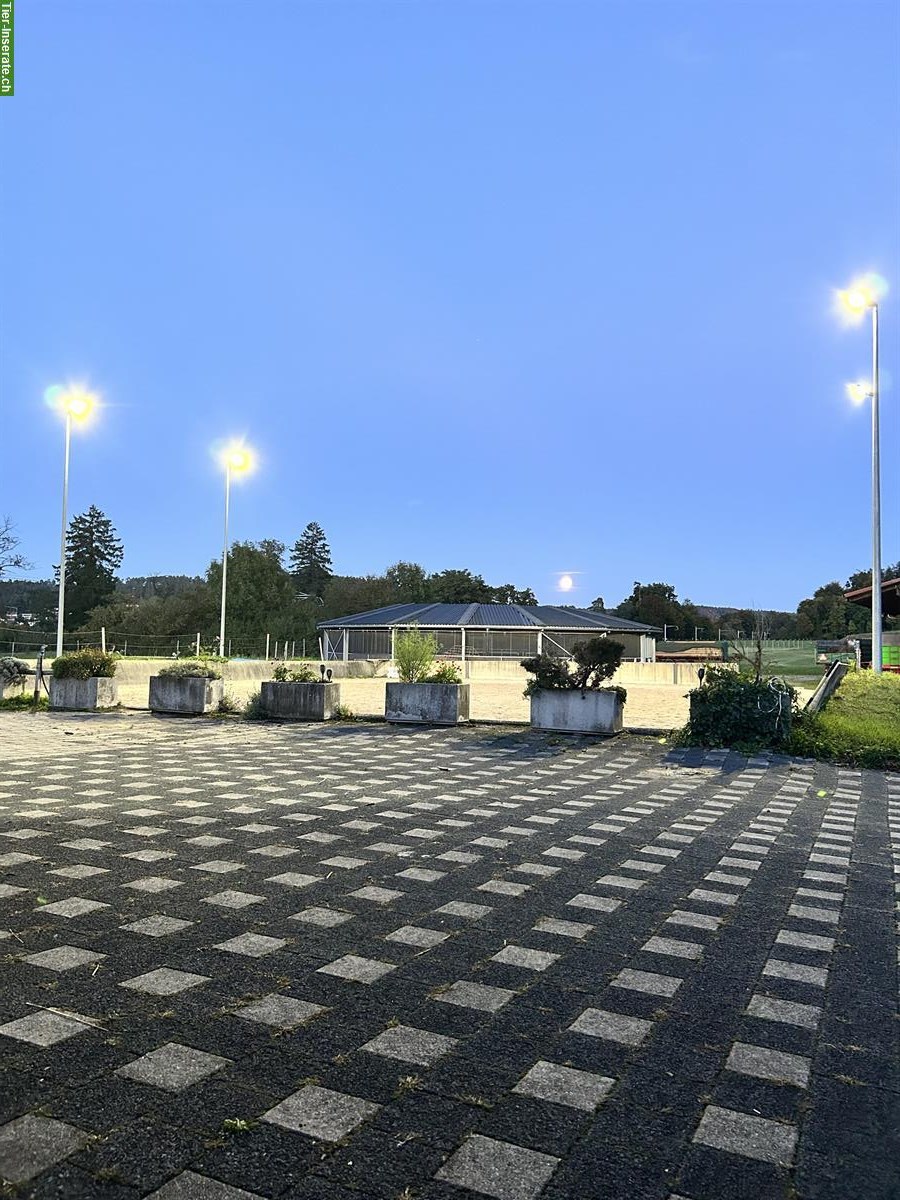 Bild 7: Freie Auslaufboxen in Pferde Pensionsstall in Pfungen ZH