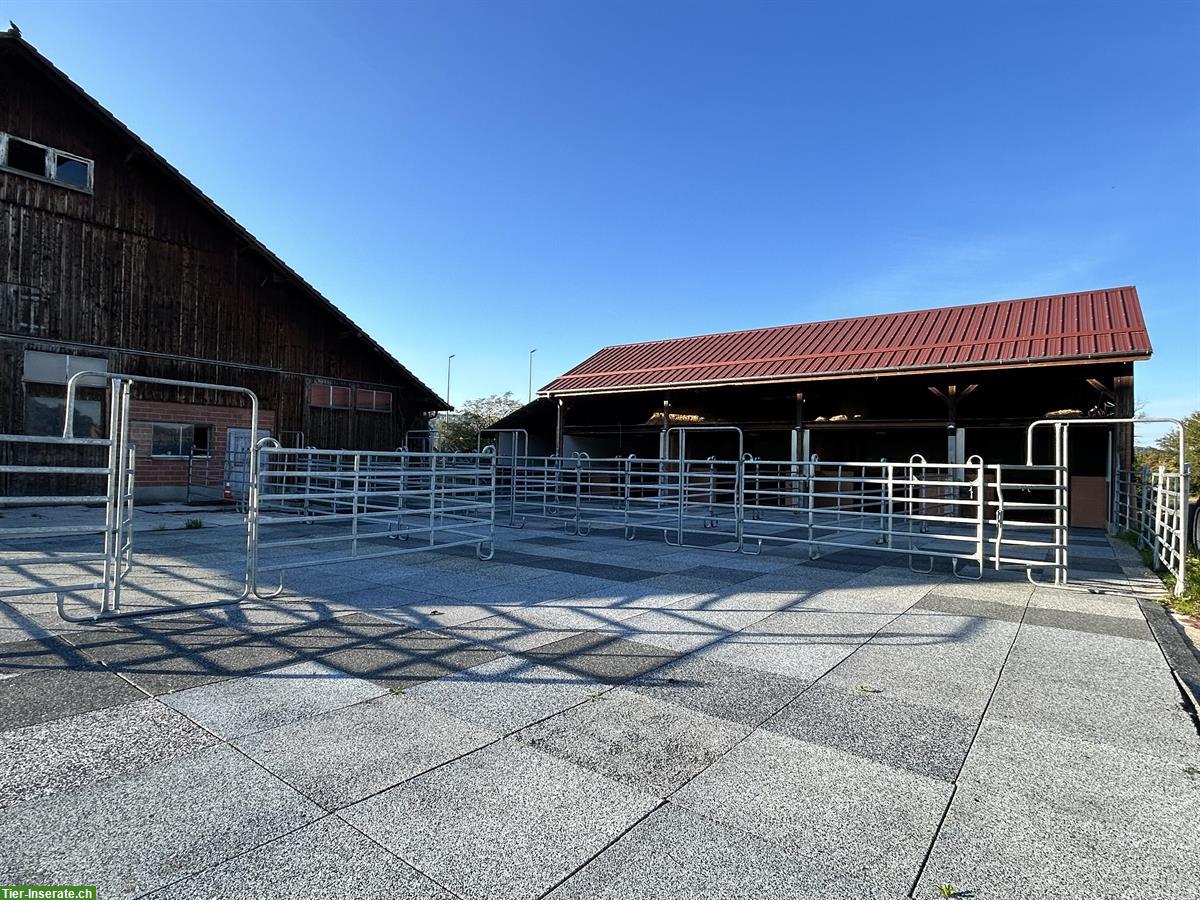 Bild 8: Freie Auslaufboxen in Pferde Pensionsstall in Pfungen ZH