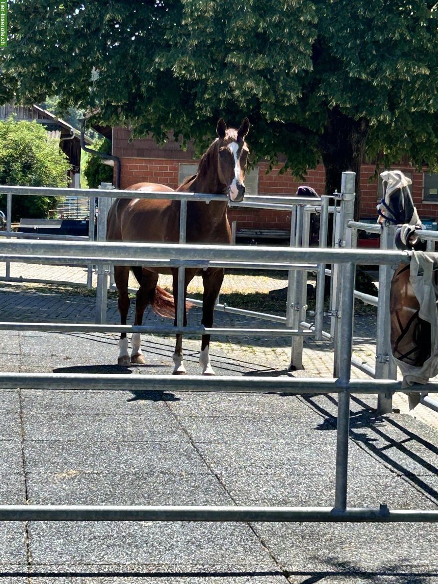 Bild 9: Freie Auslaufboxen in Pferde Pensionsstall in Pfungen ZH