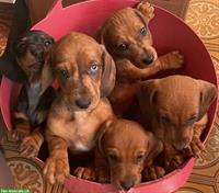 Standard Kurzhaar Dackel suchen ein Zuhause