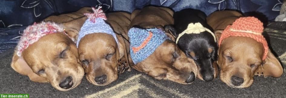 Bild 2: Standard Kurzhaar Dackel suchen ein Zuhause