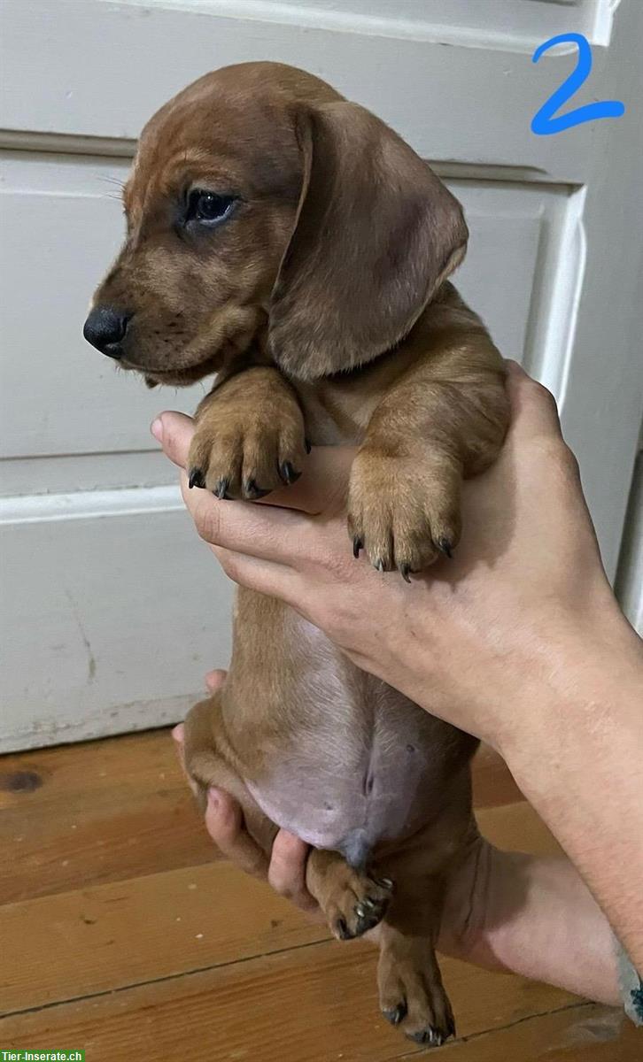 Bild 4: Standard Kurzhaar Dackel suchen ein Zuhause