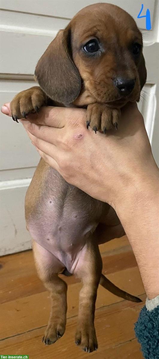 Bild 6: Standard Kurzhaar Dackel suchen ein Zuhause