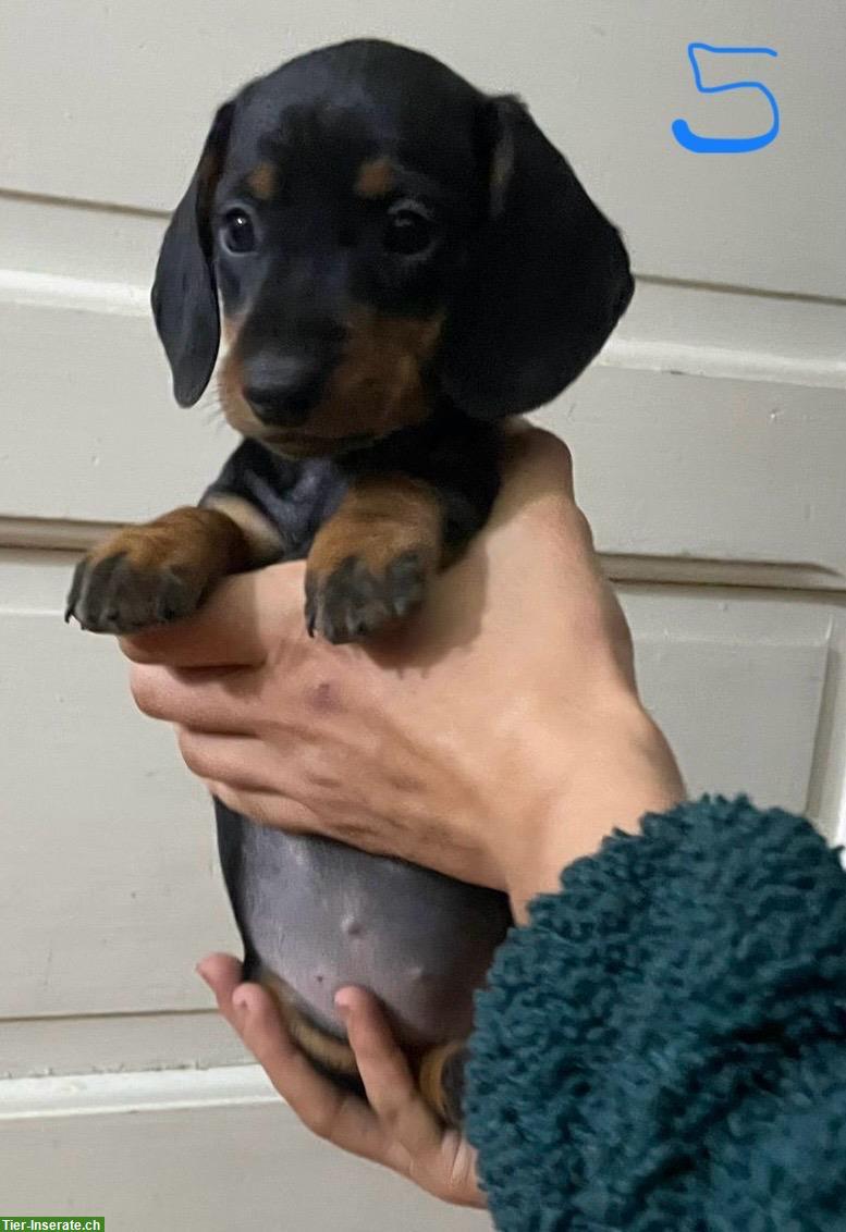 Bild 7: Standard Kurzhaar Dackel suchen ein Zuhause