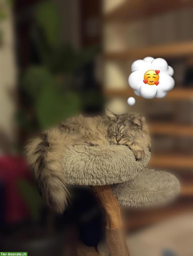 Katze als Lebenspartnerin für Maine Coon Kater gesucht