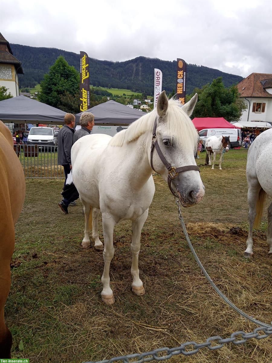 Connemara Stute zu verkaufen, brav und geländesicher