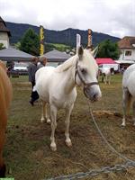 Connemara Stute zu verkaufen, brav und geländesicher
