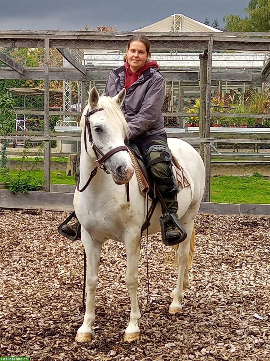 Bild 2: Connemara Stute zu verkaufen, brav und geländesicher