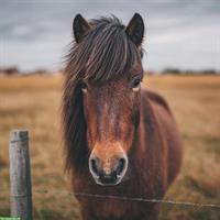 Gesucht: Kinderlieber Pony-Wallach (125-135cm) ans Futter