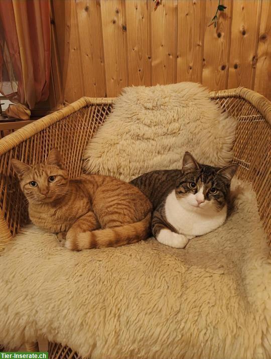 Katzengeschwister (Katze und Kater) suchen Zuhause mit Freigang