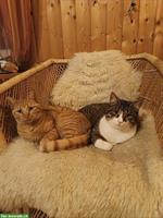 Katzengeschwister (Katze und Kater) suchen Zuhause mit Freigang