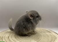 Chinchilla Babys: violet, white violet velvet, ebony Schecke