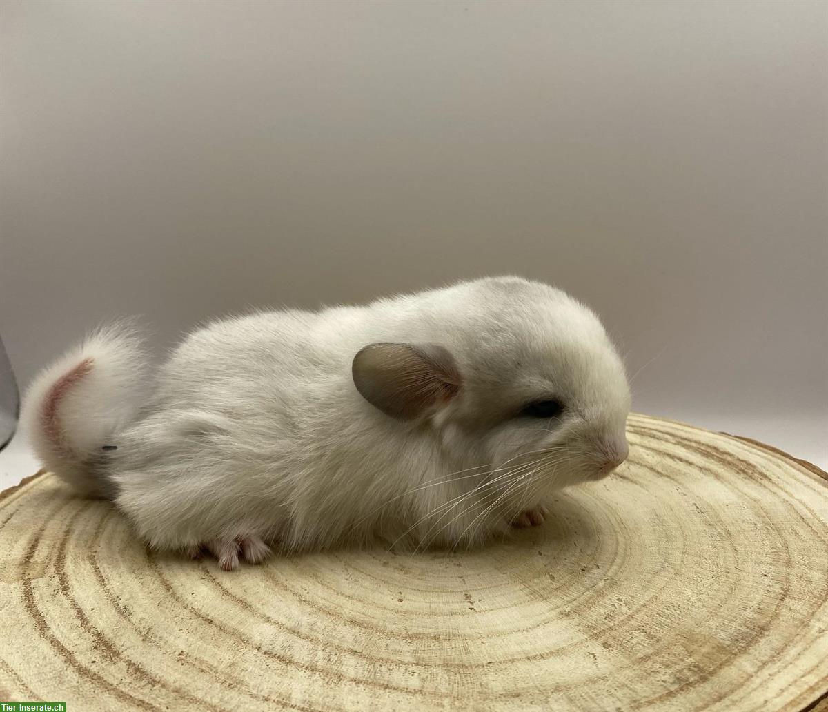 Bild 2: Chinchilla Babys: violet, white violet velvet, ebony Schecke