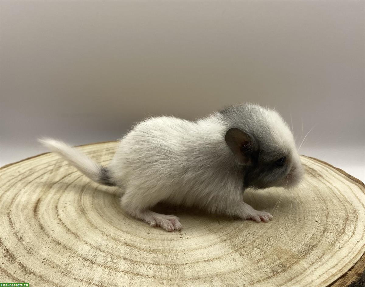Bild 3: Chinchilla Babys: violet, white violet velvet, ebony Schecke