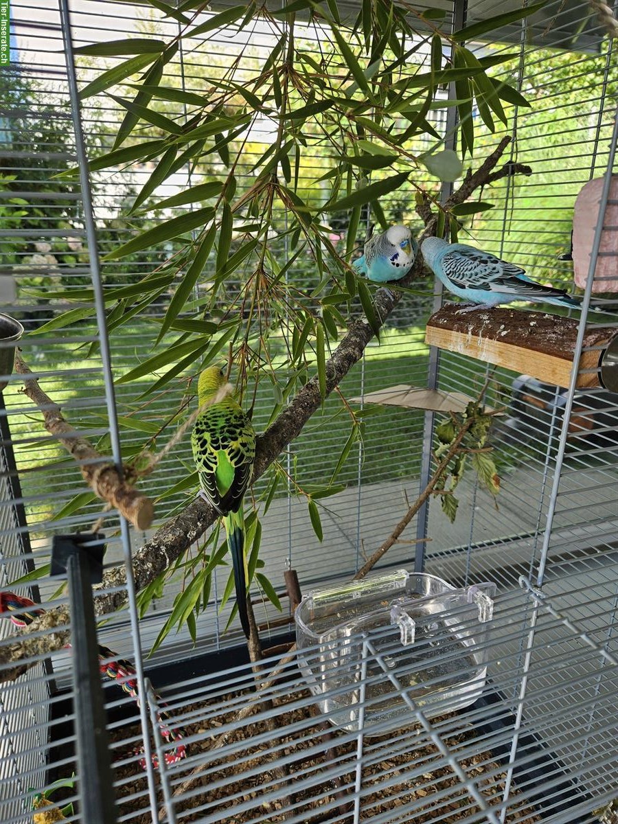 6 Wellensittiche (blau, grün, grün-blau) mit Käfig und Zubehör