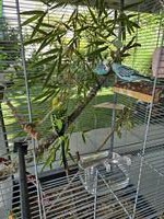 6 Wellensittiche (blau, grün, grün-blau) mit Käfig und Zubehör